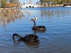 -长春市南湖公园