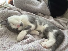 -pd派德宠物中心医院24H急重症·眼科中心·血液透析中心(嵩山北路店)