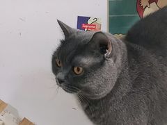 -我爱猫咪·猫咖·狗咖·安哥拉兔·羊驼咖(小寨华旗店)