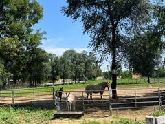 -北京群众马术培训基地