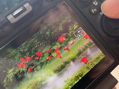 -广州长隆飞鸟乐园
