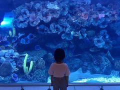 -迪拜水族馆及水下动物园