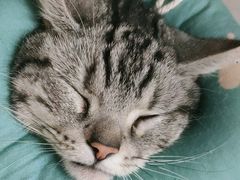 -谐和贝康宠物医院24小时·宠保定点(急重症转诊中心)