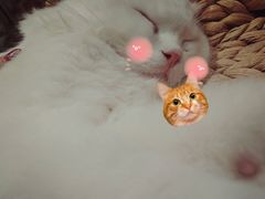 -瞄一喵猫咖(格力海岸店)