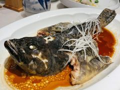 清蒸石斑鱼-鸭匠食府·挂炉烤鸭·新京菜(阜成路店)