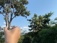 -大树秋千