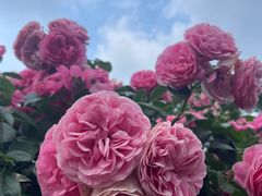 -徐家汇源景区-衡山公园