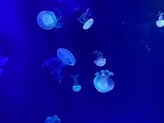 -海合安青岛极地海洋公园