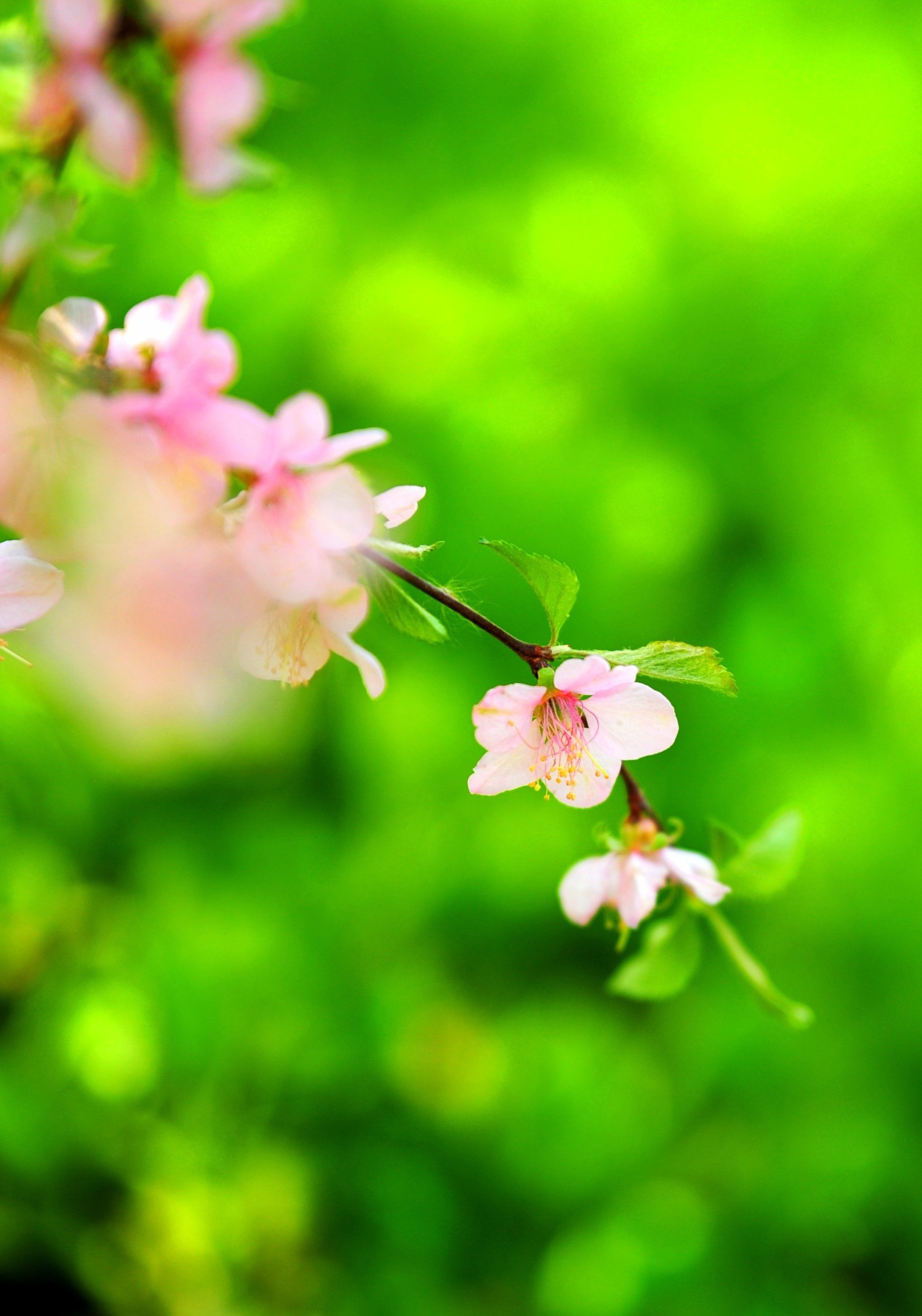 花红柳绿又一春
