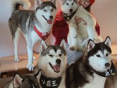 -Husky Go! 哈士奇体验馆·宠物咖啡厅狗咖