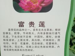 -荷花荡