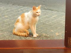 -猫岛主趣味餐厅(鼓浪屿店)
