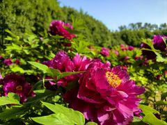 -洛阳郁金香牡丹园