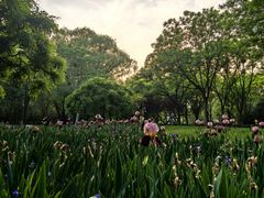 -莲花池公园