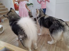 -李小姐の猫咖啡馆(五角场店)