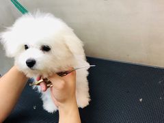 -PETKIT小佩宠物·低压洗护(国顺东路店)