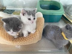 -糯米喵星人总部直营旗舰店·猫舍·幼猫出售
