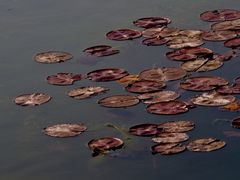 -新江湾城公园