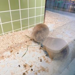 -Moni星球萌宠·小马宝莉·灵蛇·高端高阶全萌宠互动体验俱乐部(红豆国际广场店)