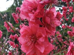 -桃花涧