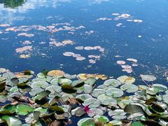 -荔湾湖公园