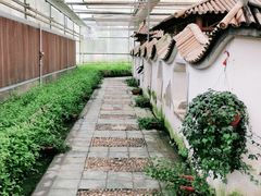 -上海都市菜园