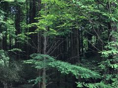 -山王坪喀斯特国家生态公园