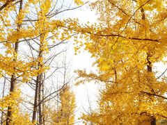 -汉长安城未央宫国家考古遗址公园