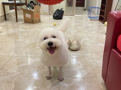 -BABYDOG宝贝狗宠物乐园(欧洲城店)