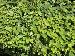 -云溪植物园