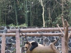 -都江堰中华大熊猫苑