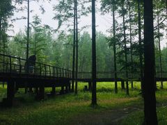 -黄海国家森林公园