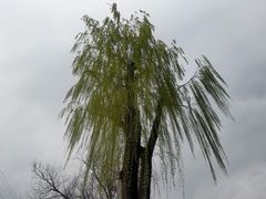 -碑林公园