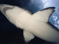 -大连圣亚海洋世界