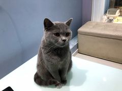 -喵的天空名猫咖啡馆·撸猫·猫舍·用品