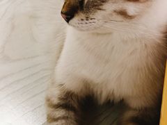 -猫和宫(六道口店)