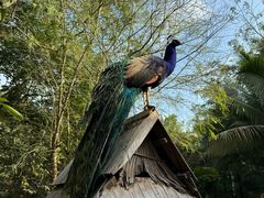 -西双版纳傣族园