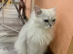 -BABIT巴比特宠物(MOMOPARK店)