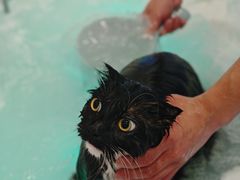 -悠尼宠物·独立低压伊珊娜洗护·美容·寄养(兰谷路店)