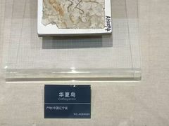 -安徽省地质博物馆