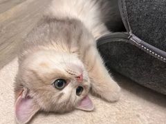 -猫十亿·布偶金渐层·曼基康矮脚猫舍(青年路店)