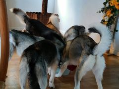 -Husky Go! 哈士奇体验馆·宠物咖啡厅狗咖