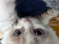 -有喵·猫咖·狗咖·30几只猫10只小狗(岗厦店)