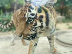 -荆州中山公园动物园