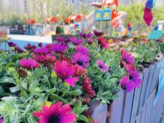 -蓝莓果幼儿园(通州梨园店)