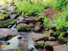-汤旺河林海奇石景区