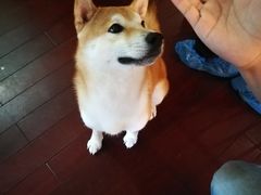 -喜柴咖啡·柴犬狗咖