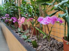 -花好悦园酒家(大石店)
