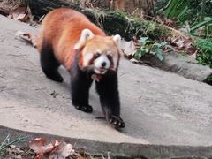 -都江堰中华大熊猫苑
