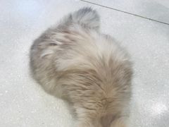 大堂-吉丁鸟咖·异宠·寄养